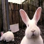 фото Комбикорм для кроликов