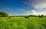 фото Травосмесь для долгосрочных пастбищ и заготовки кормов " Зеленый луг"