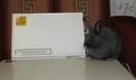 фото Нагреватель для обогрева крольчатников