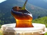 фото Алтайский таежный дягилевый мед